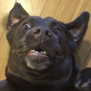 Meet your Posher, Jake